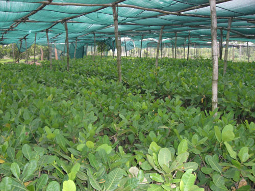 herbal farm 5