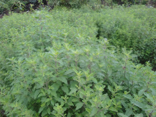 herbal farm 2