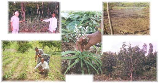 herbal farm