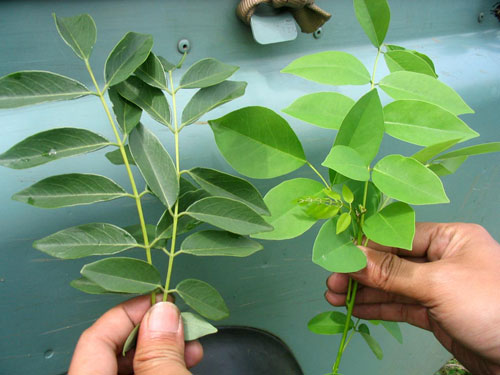 herbal farm 3
