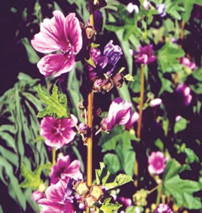 herbal farm 4