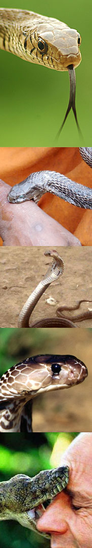 snake bites